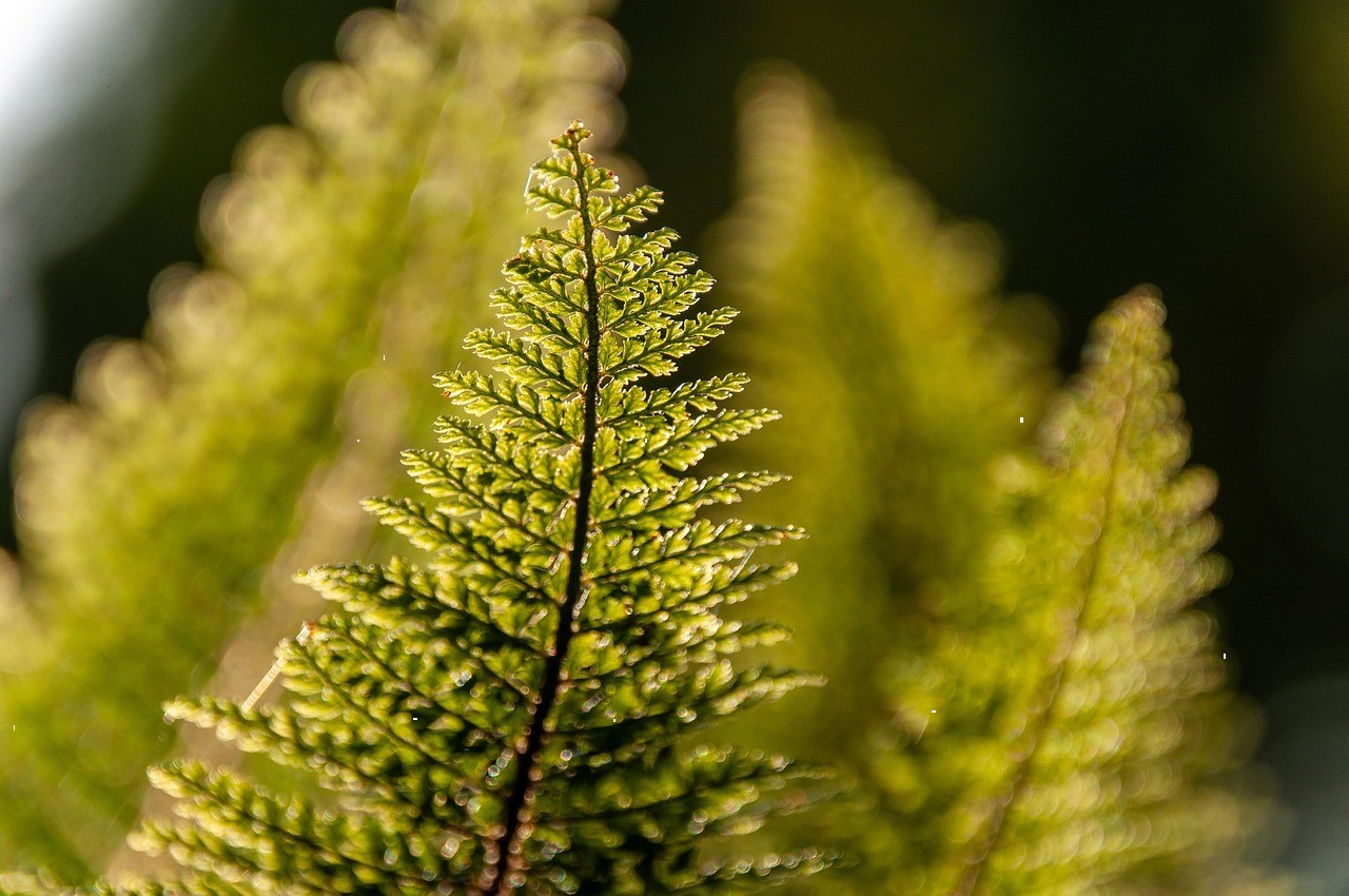 trees